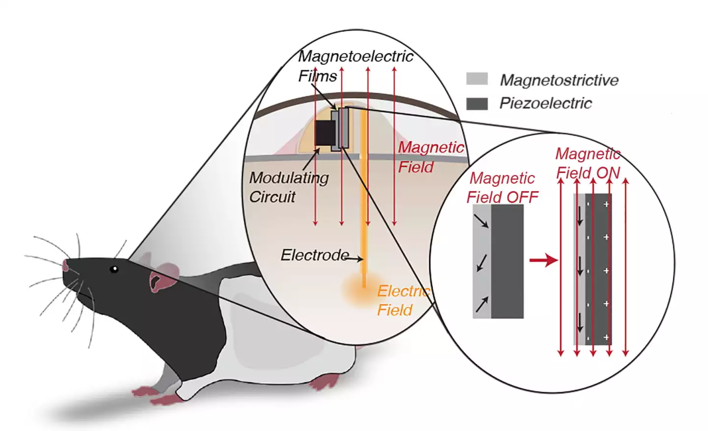 The technology has been successfully tested on rats
