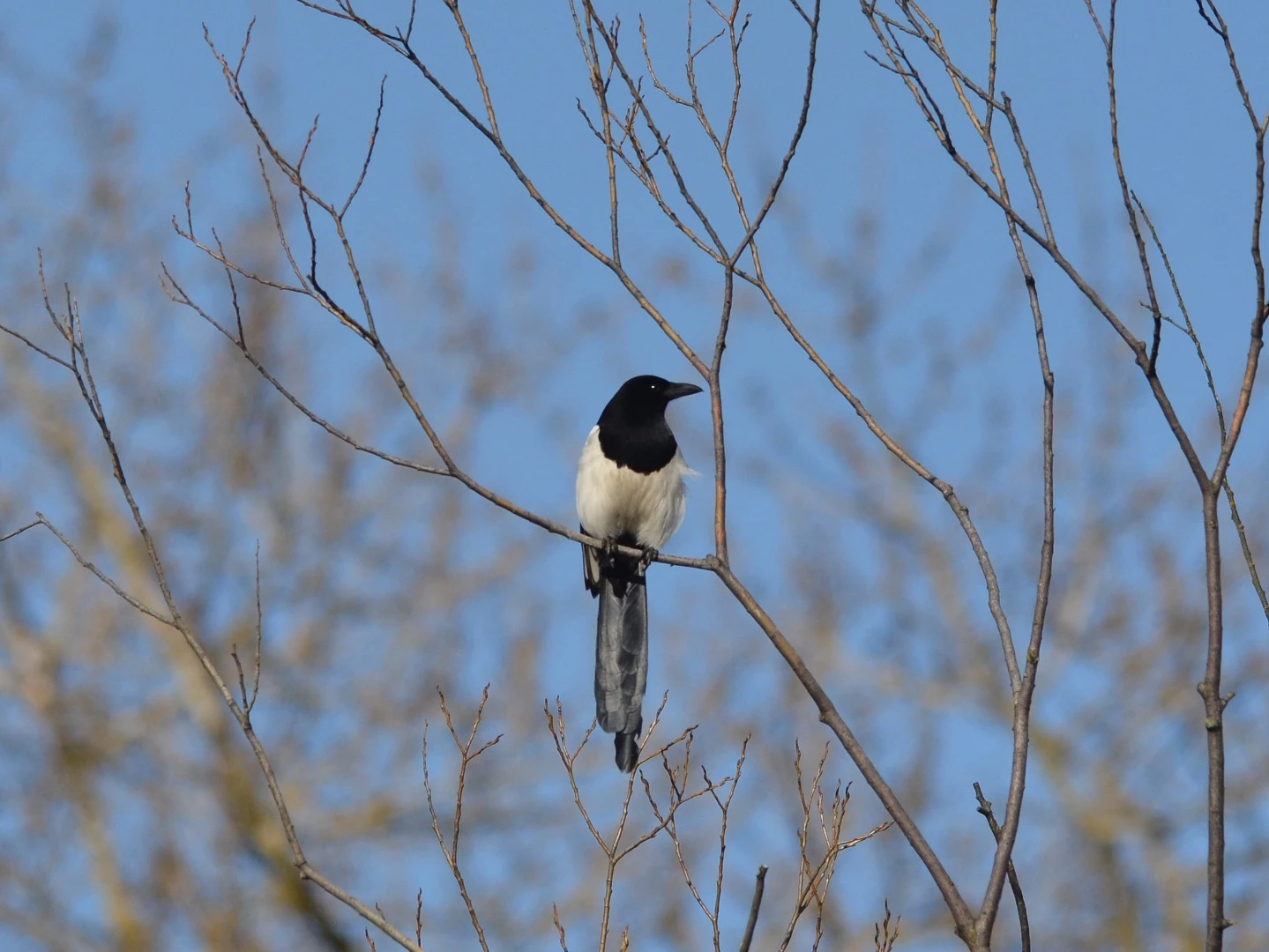 The meta analysis included data for the common magpie (pica pica)