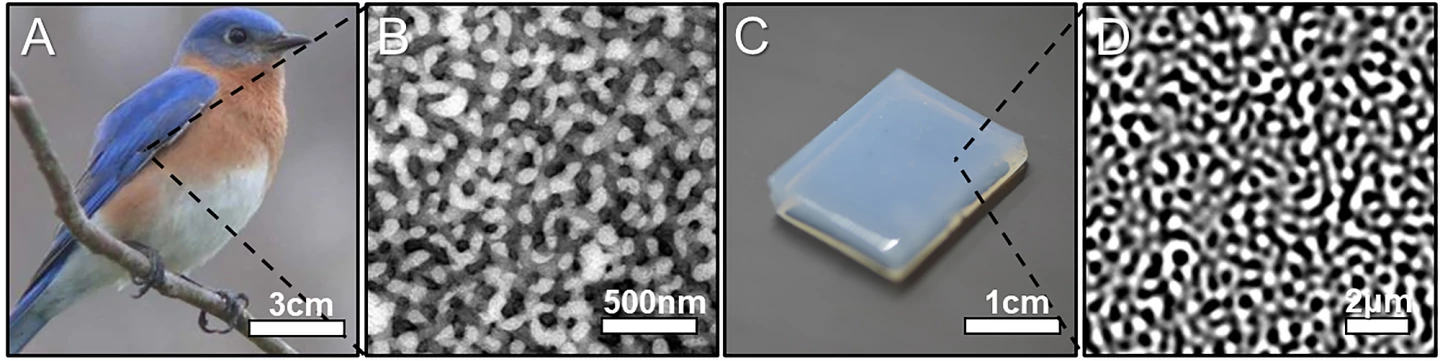 The eastern bluebird and the microstructure of its feathers (left), compared with the synthetic material and its structure (D) (Graphic: Fernández-Rico