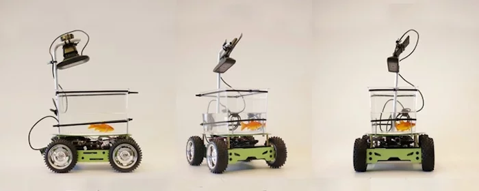 Fish on Wheels fixes that crucial issue that everybody has with their pet fish – namely, that they don't have wheels