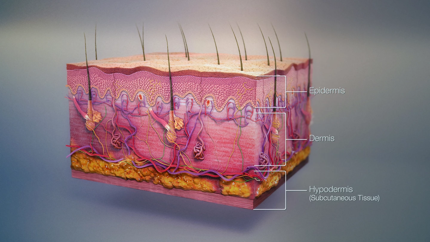The layers of the skin