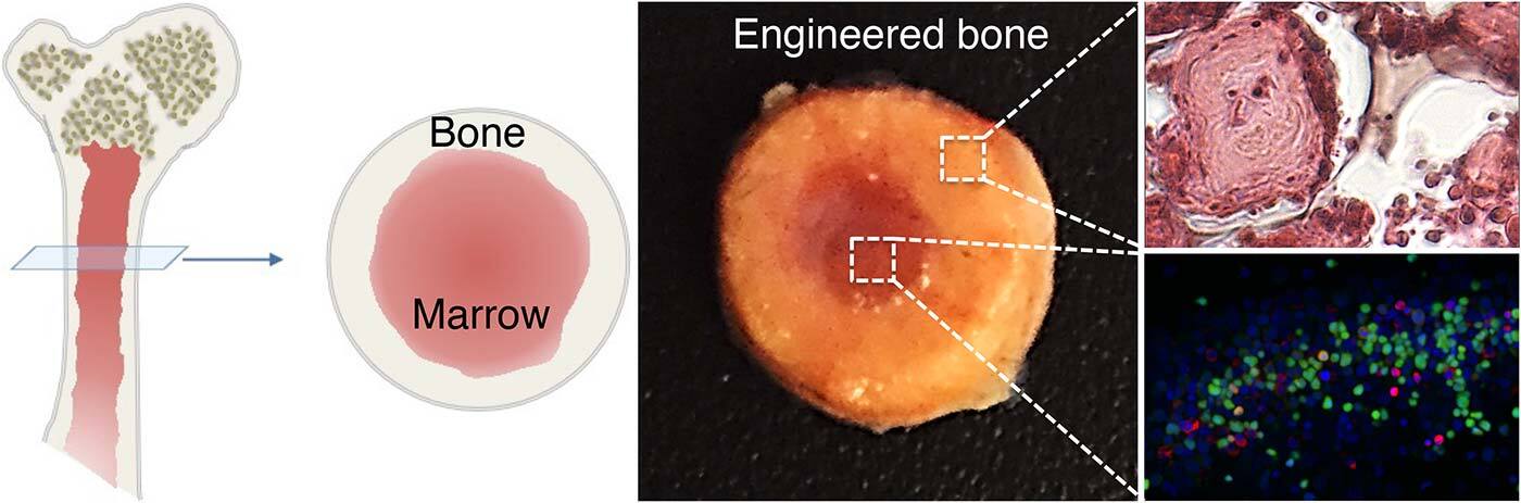 Left: Cartoon illustration of long bone structure; center: Image of engineered bone with marrow cavity; right: High magnification images of bone tissue (top) and marrow cells (bottom)