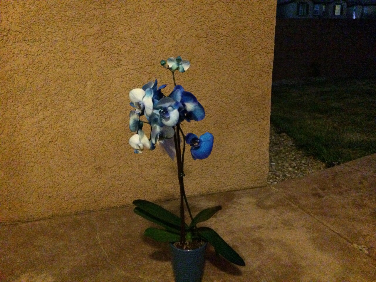 Here's the blue orchid under low artificial lighting, with no flash