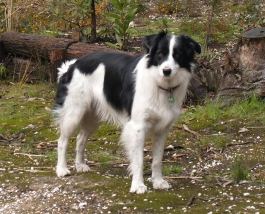 Makes traditional pet tags obsolete