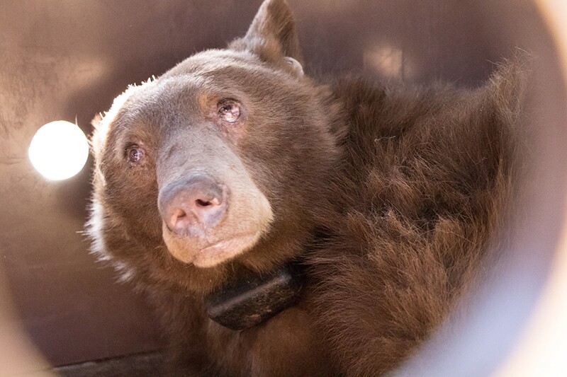 The bears were equipped with satellite tracking collars and released on January 18