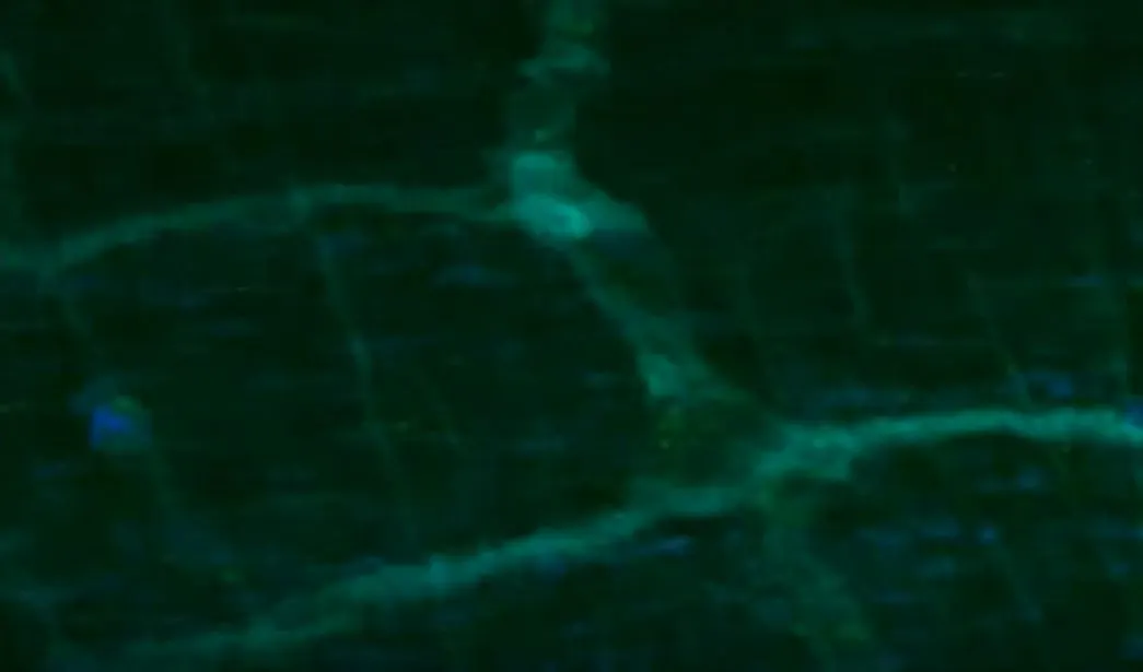 A glimpse of a mouse's gut nervous system glowing green through the observation window