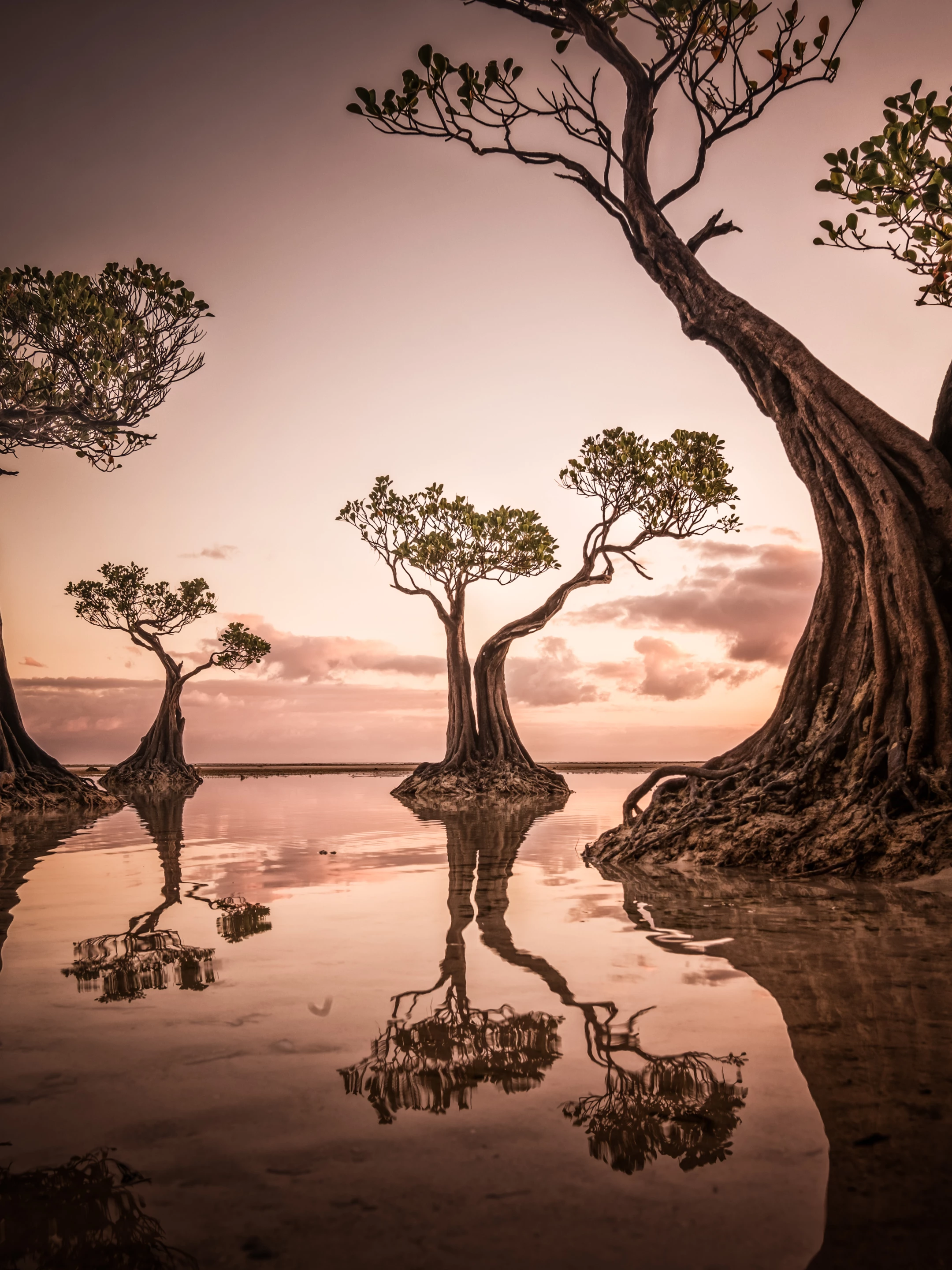 Shortlist, Landscape, Dawn at Walakiri Beach. This iconic dancing mangrove tree is found at Walakiri Beach, Sumba, Indonesia