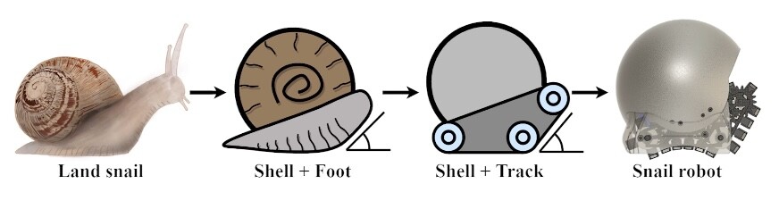 Um diagrama que ilustra os paralelos entre o caracol White Jade e o caracol-robô