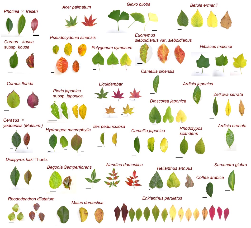 The system's algorithms were trained on approximately 90 variously colored leaves collected from 30 plant species