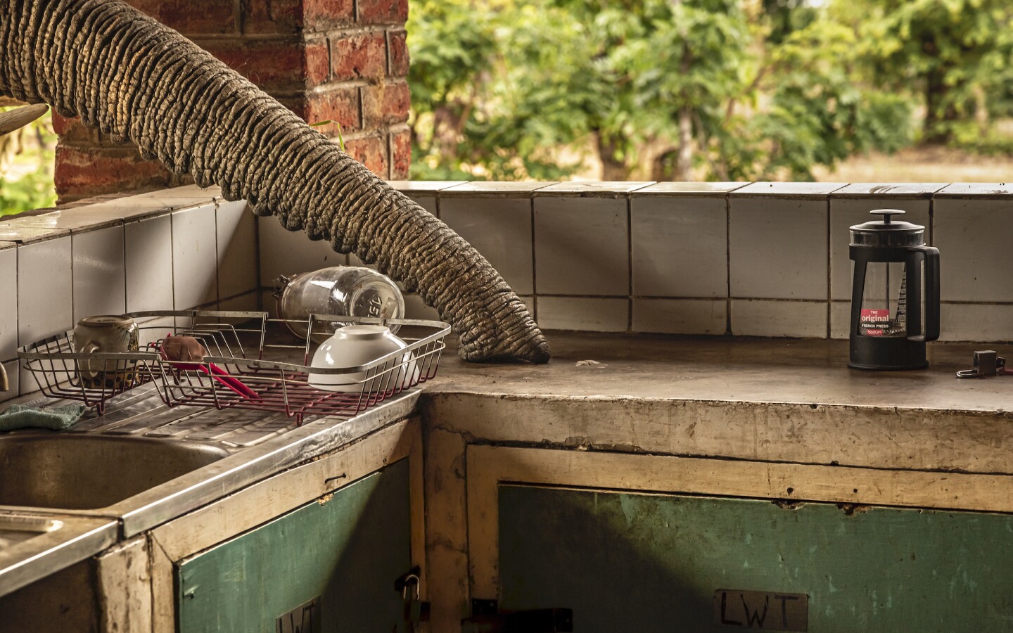 Human/Nature Finalist. 'Snack Attack'. After an unsuccessful attempt at grabbing a snack, this African savanna elephant (Loxodonta africana) took out its frustrations on the roof of an open-air kitchen in Malawi’s Kasungu National Park
