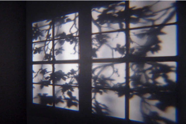 A window frame and stirring branches projected by Adam Frank's REVEAL