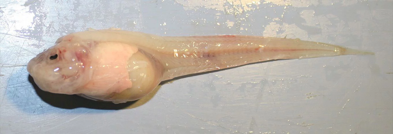 The Mariana snailfish looks very unassuming out of its natural habitat