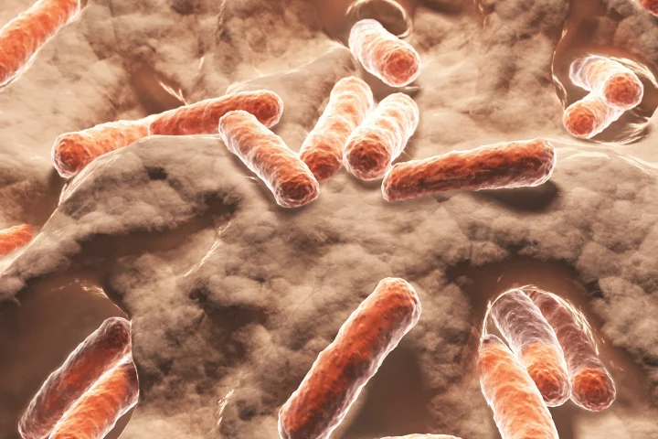 Researchers have discovered the immune system can directly alter populations of certain bacteria in the gut that affect how dietary fats are absorbed