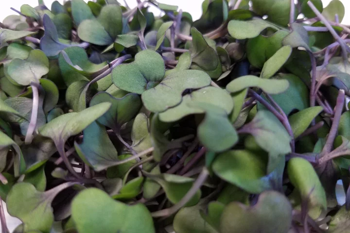 In a mouse study, red cabbage microgreens helped lower “bad” cholesterol, weight gain and blood pressure in animals on a high fat diet