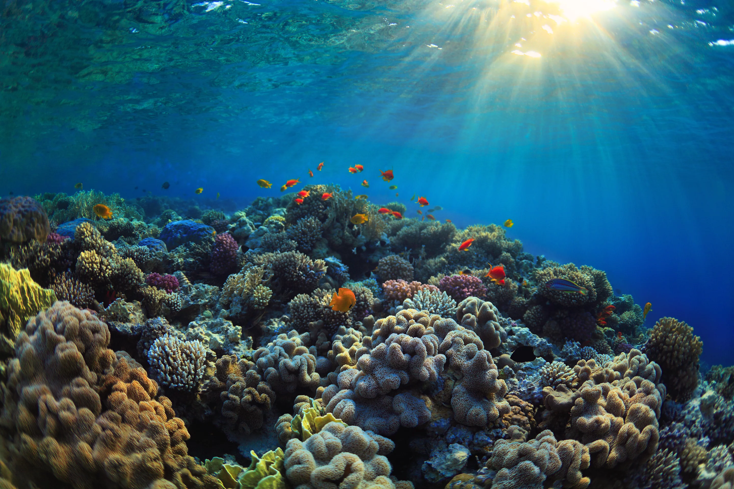 By searching seawater samples for DNA, scientists can tell how many living corals are present on reefs