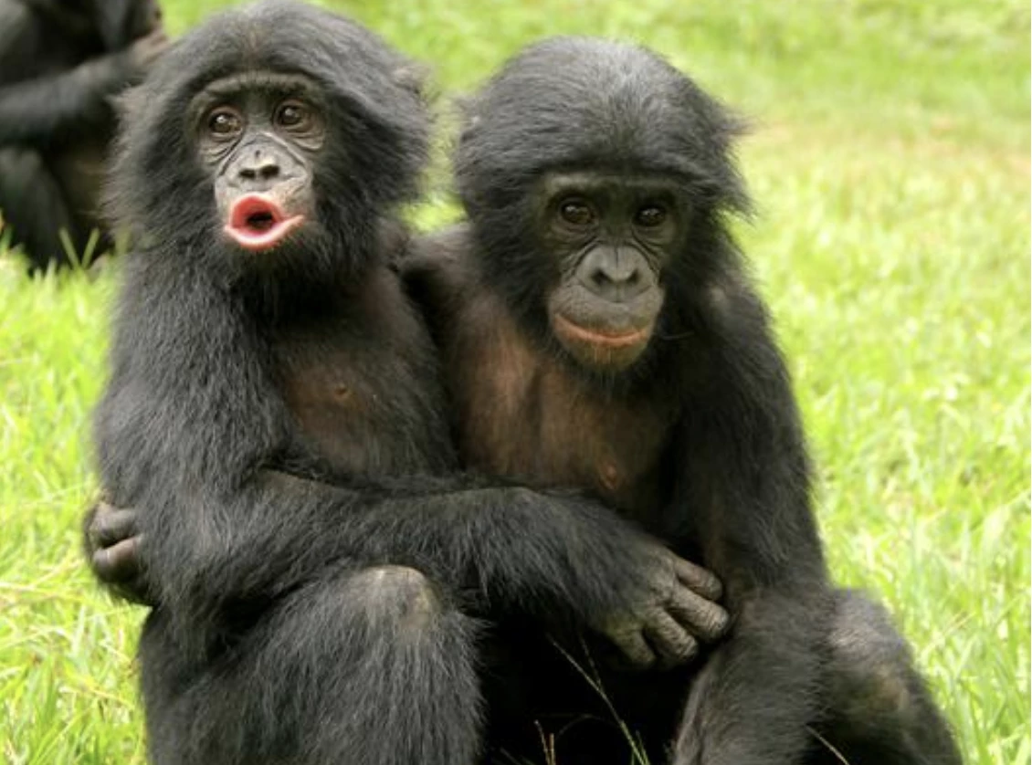 Two juvenile bonobos embrace at Lola ya Bonobo Sanctuary
