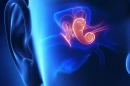 The discovery of a strange mechanism between the ear and the brain could lead to a new potential tinnitus treatment