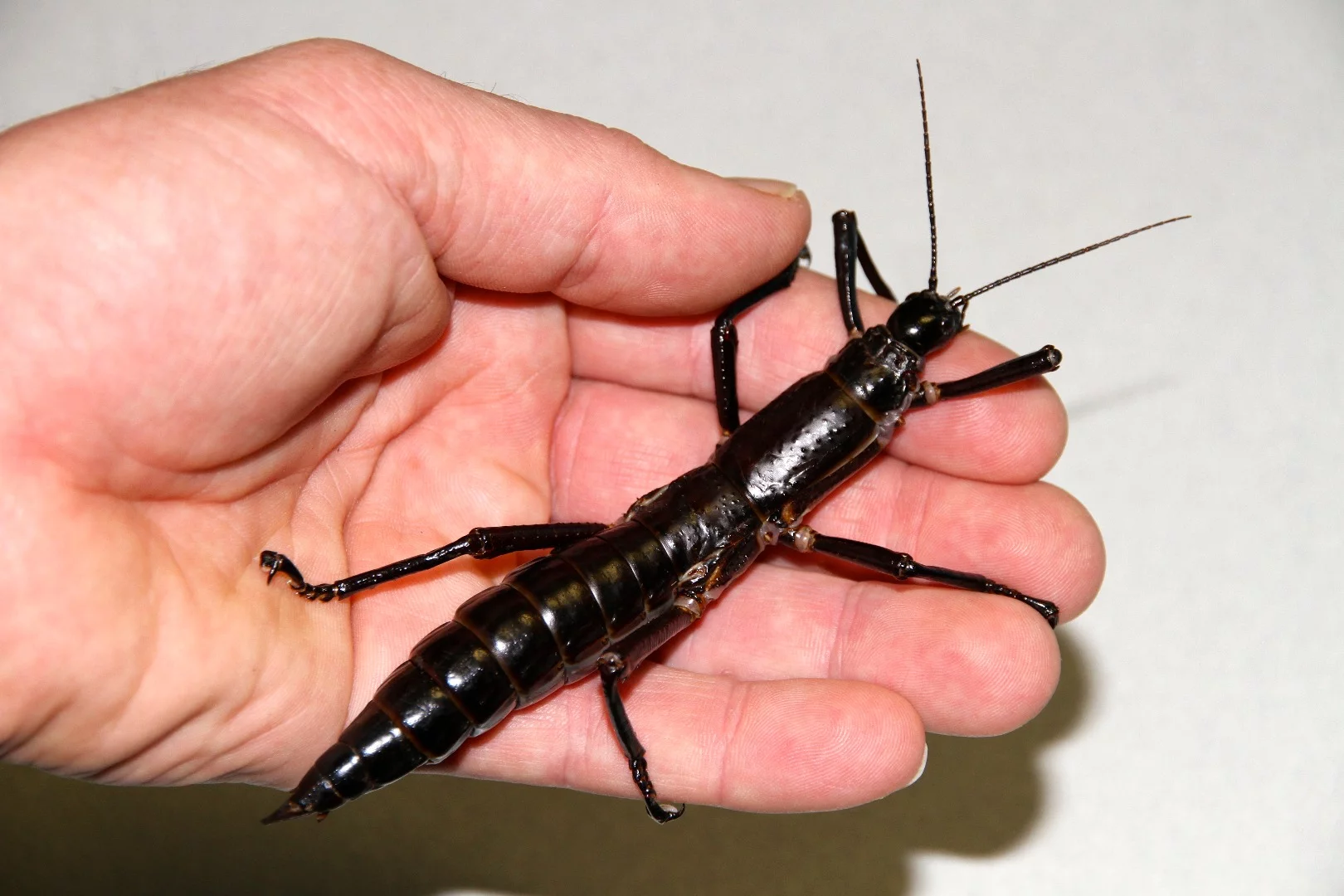 The Lord Howe Island stick insect was once thought to be extinct, but genetic tests of living insects have confirmed that the species is alive and well