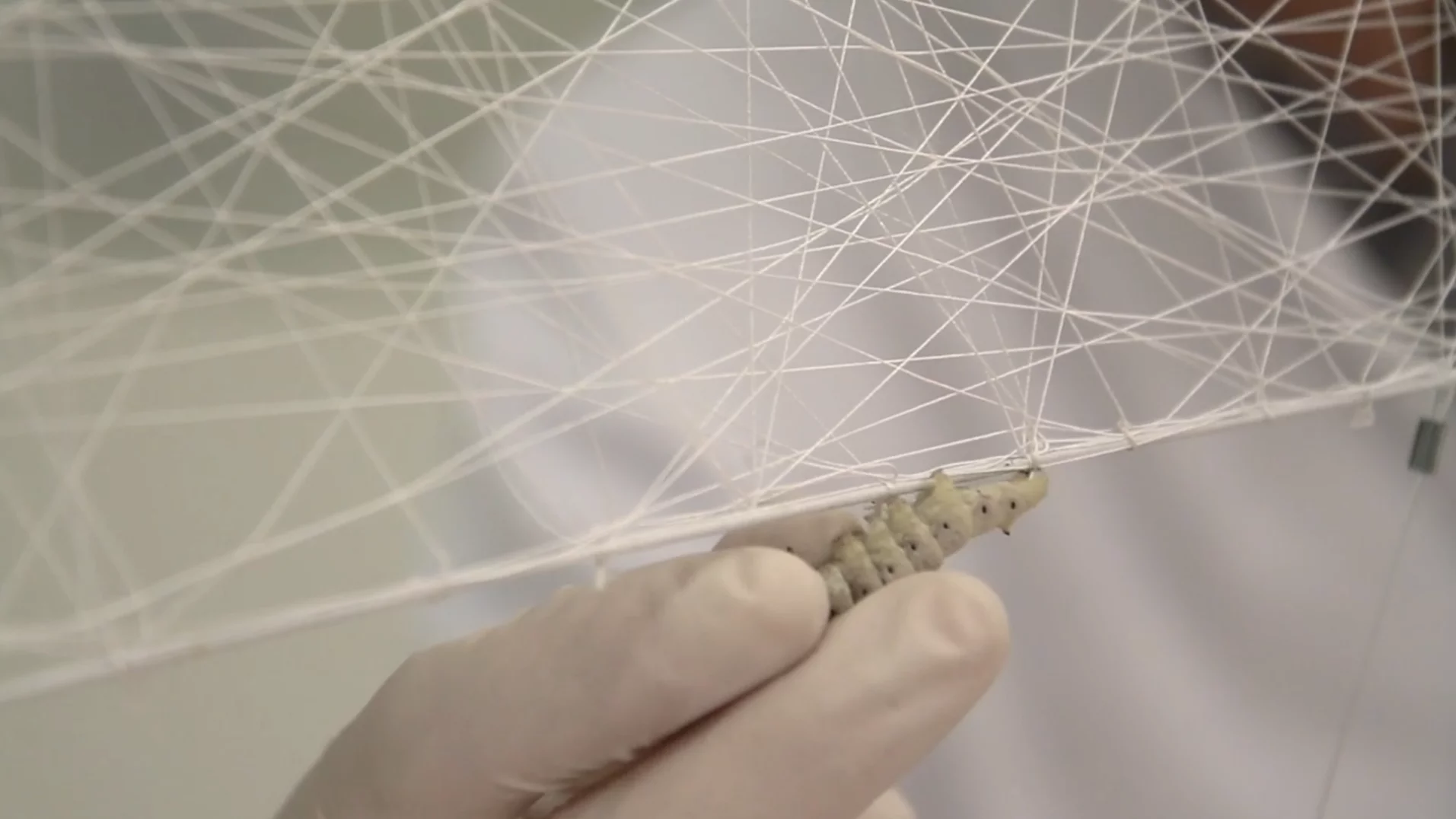 The team added 6,500 "biological printers," or silkworms (Bombyx mori) to the lower edge of the pavilion (Video still: Mediated Matter Group) (Video still: Mediated Matter Group)