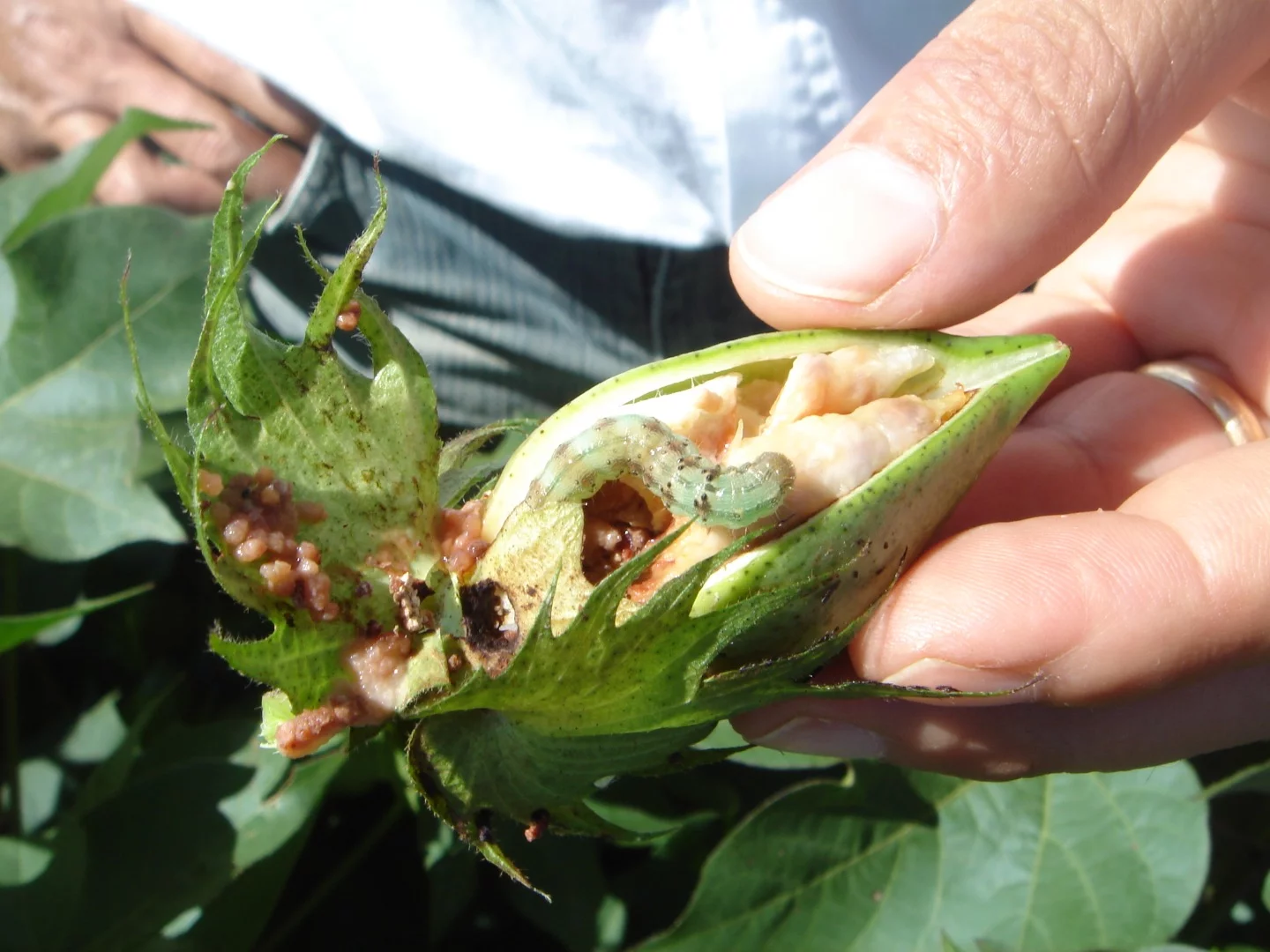 The cotton bollworm is hybridizing with the corn earworm in ways that could result in a damaging mega-pest