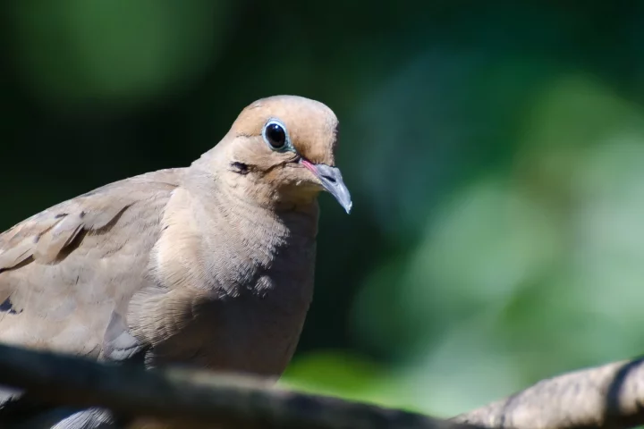 The mourning dove had its low-frequency song drowned out by the sound of the drone