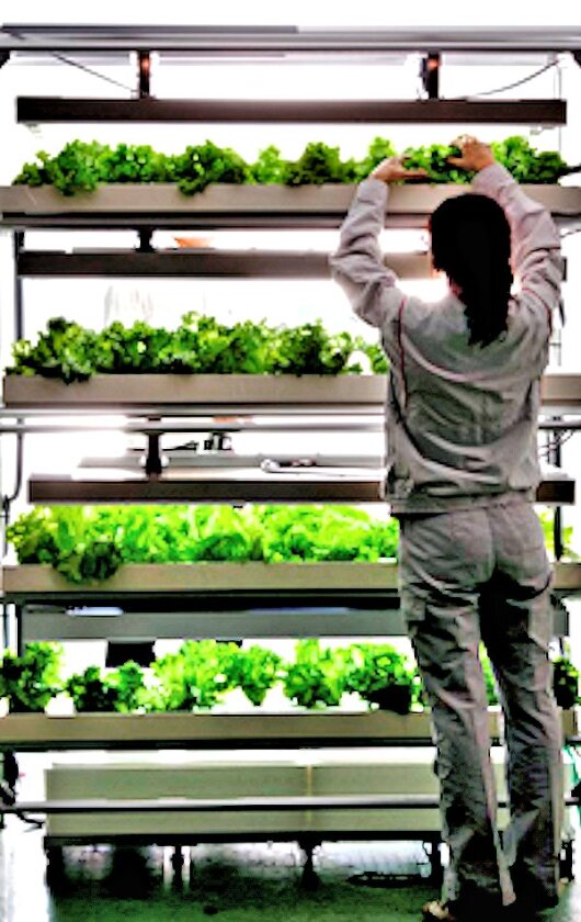 Community member tending the Agri-Cube's crops