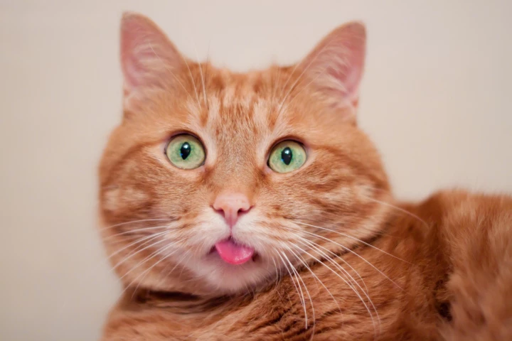 Orange cats are an anomaly in the animal kingdom