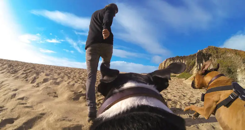The Fetch allows users to mount their GoPro on a dog's back