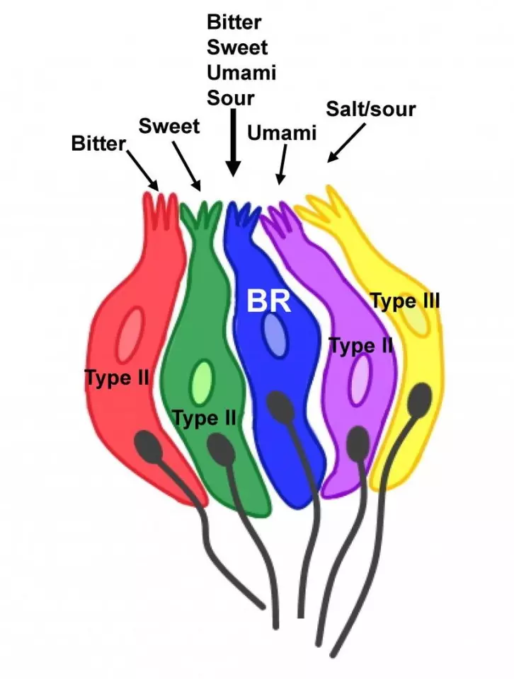 Most taste cells respond to a specific stimulus type, but newly discovered, broadly responsive cells respond to multiple