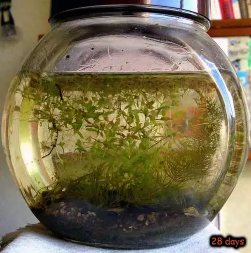 A 28 day-old home-made closed ecosystem