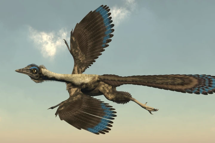 A new study has determined how well the feathered dinosaur Archaeopteryx might have flown