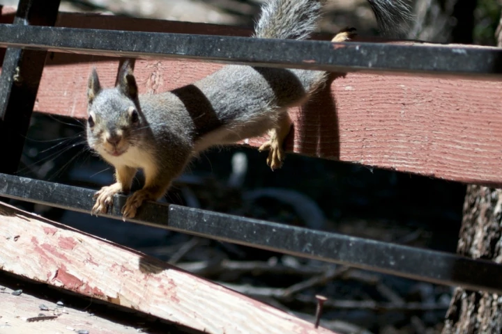 Not as cute as they look, squirrels needing to chew can wreak havoc on a crime scene