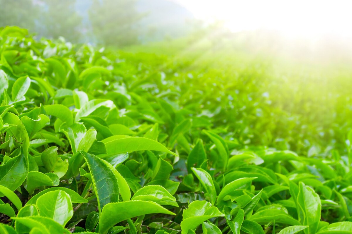 Quantum Dots Made From Tea Leaves Lay Waste To Lung Cancer Cells