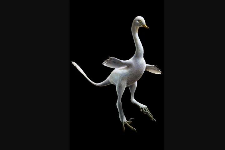 Halszkaraptor is a bizarre new species of dinosaur, blending together a swan, a penguin, a crocodile and a Velociraptor