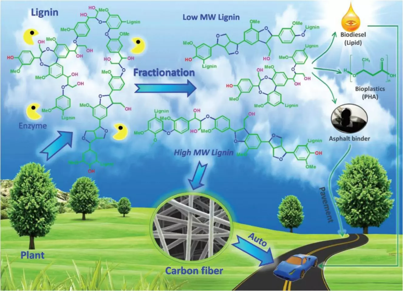 According to a new Texas A&M study, the potential applications of lignin waste is huge thanks to the development of a process to break the material down