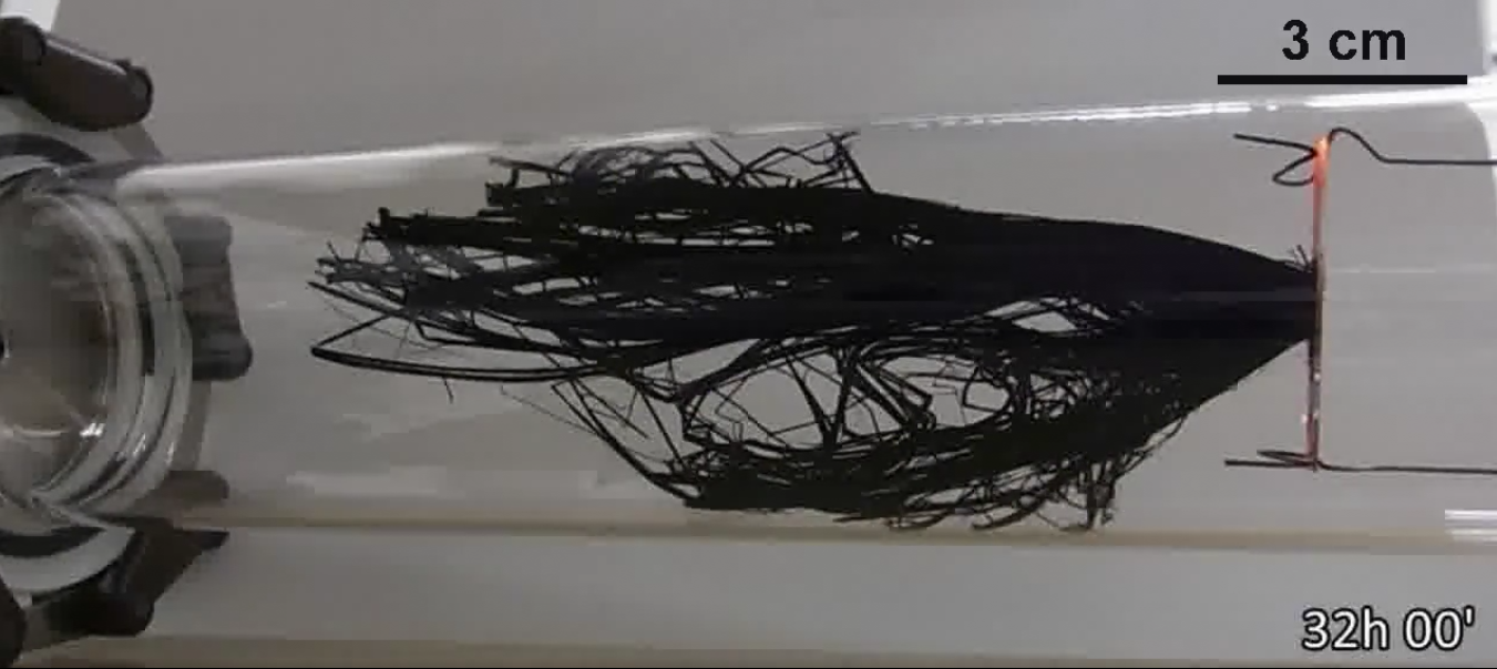 New method smashes record for longest carbon nanotube forests ever made