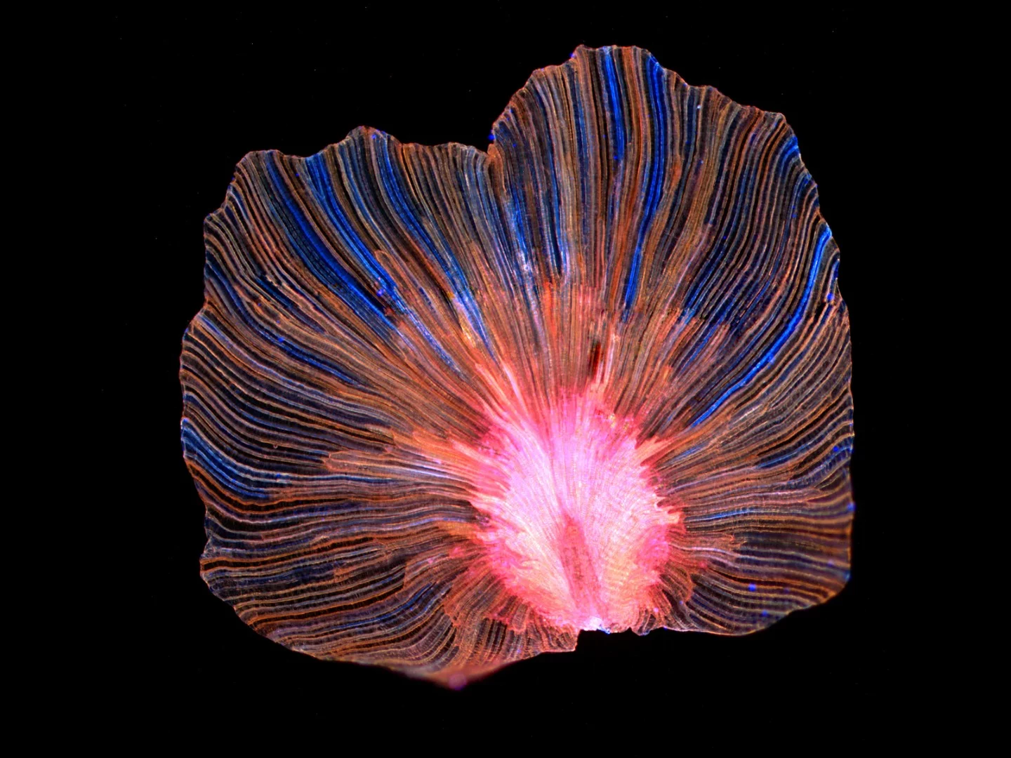 Image of Distinction: Pandorea pandorana (Wonga Wonga Vine)