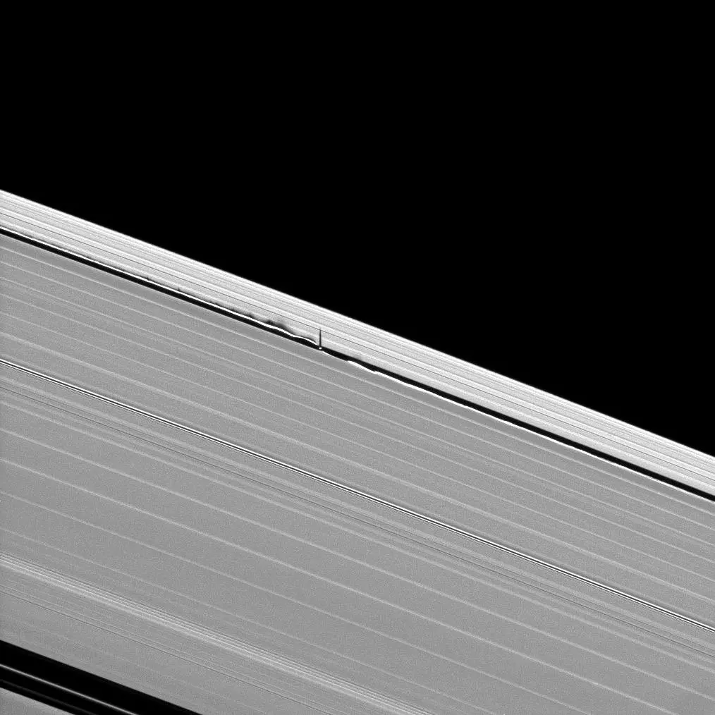 Saturn's moon Daphnis makes waves in the giant planet's rings as it orbits
