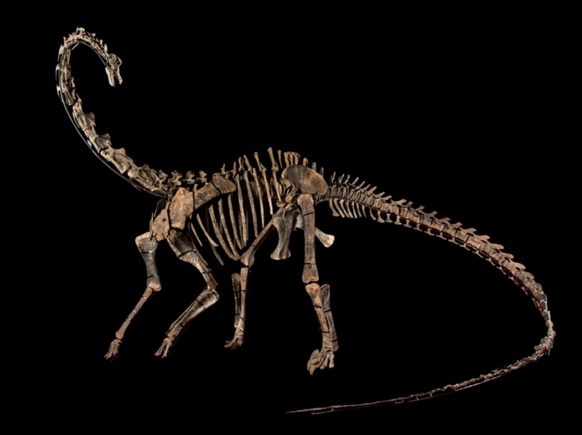 Only a few Diplodocus skeletons have ever reached auction, with the most recent being this 12-m skeleton which fetched $1,733,384 (€ 1,180,000) at French auction house Binoche et Giquello in April, 2018