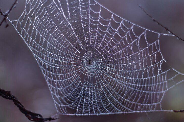 Scientists have taken a protein from spider silk and used it to enhance the cancer-fighting properties of an important human protein