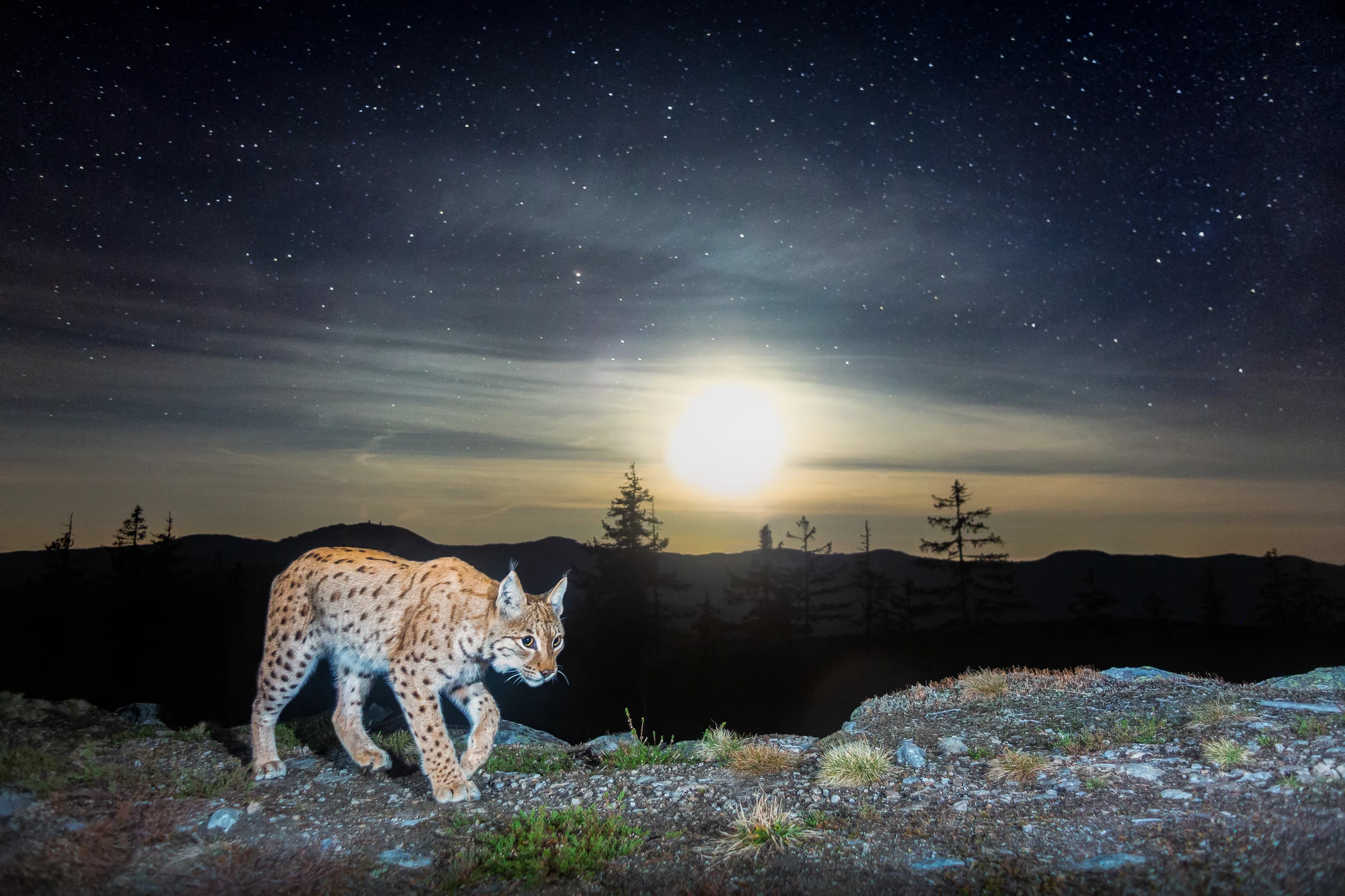 A wild Eurasian lynx wanders in front of a home made camera trap
