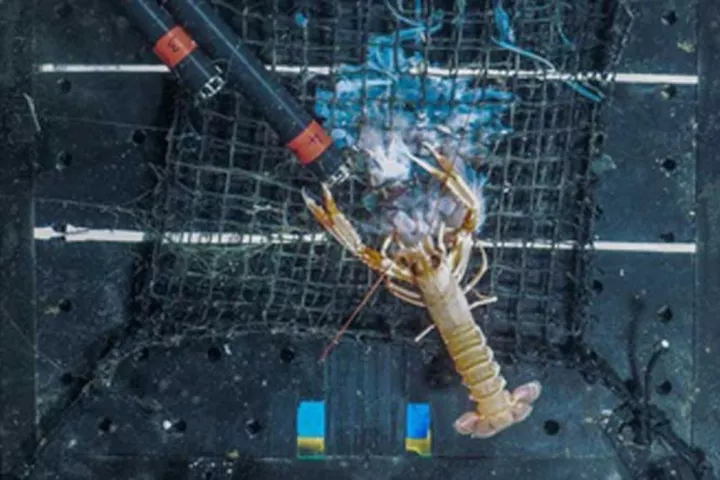 A deep sea image showing a Norway lobster munching on a jellyfish