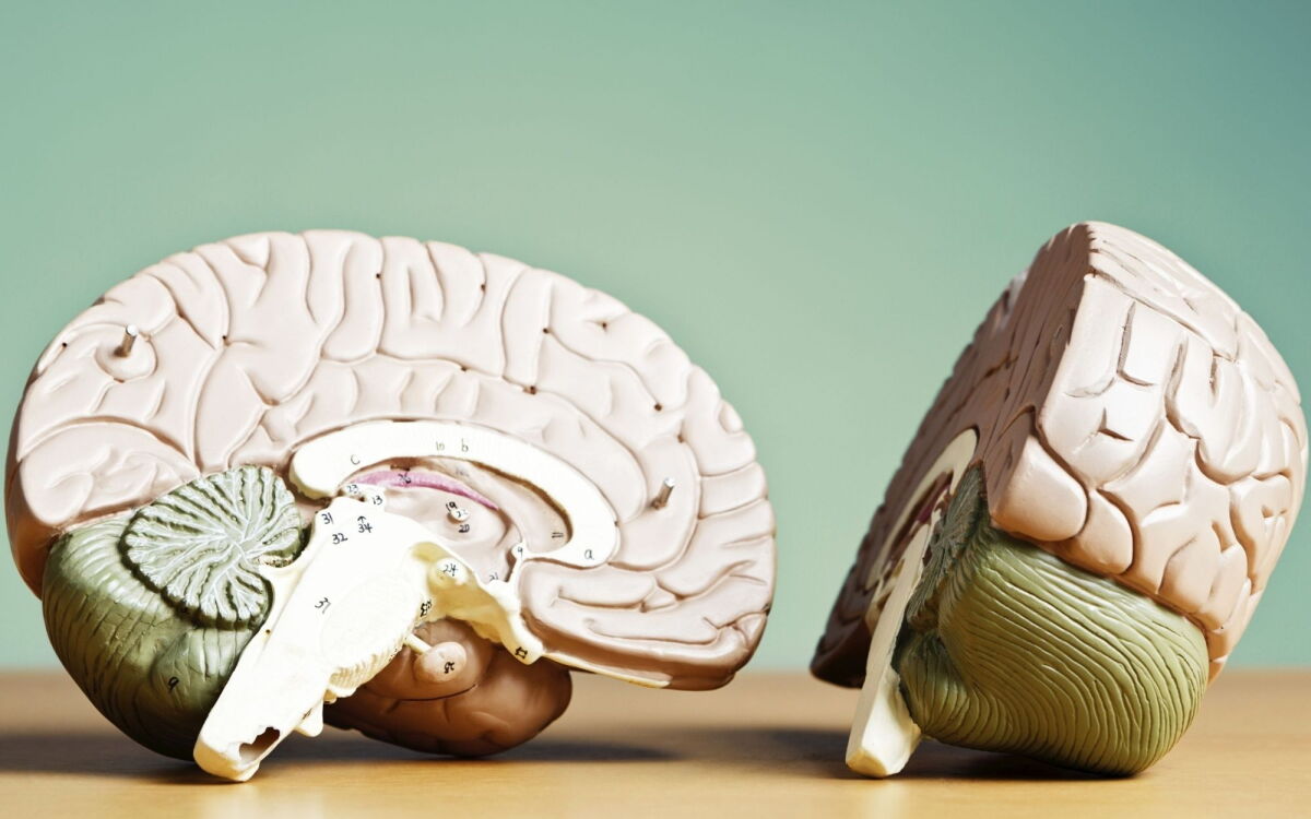 The brain may not be a single organ after all