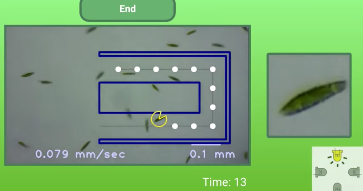DIY smartphone microscope plays Pac-Man with microbes