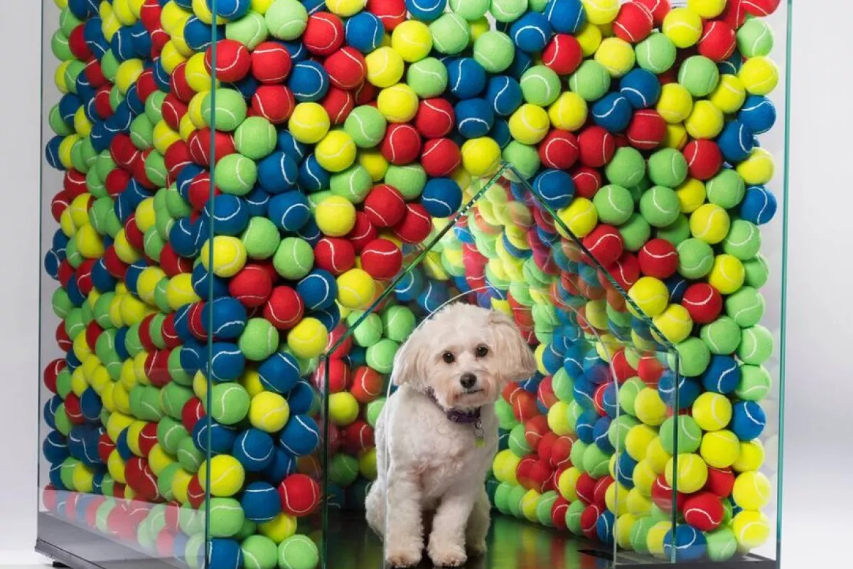 The DW Kennel was designed by Denizen works, Cantifix and Arrant Land. It holds 2,000 tennis balls to ensure the dog never runs out of balls to play with