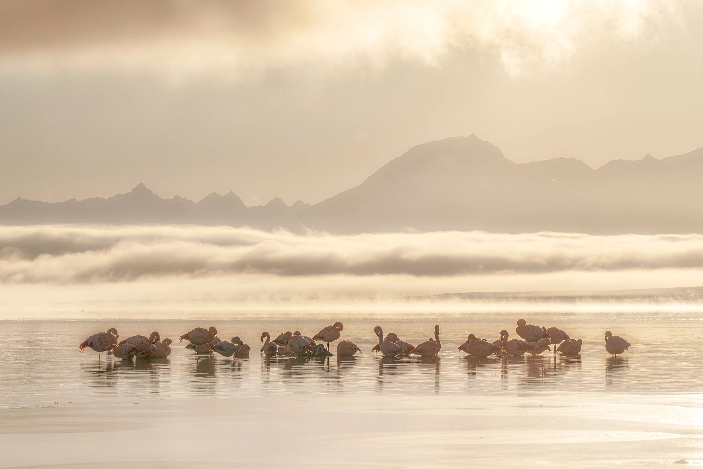 2025 Birds in Landscapes Chile Winner: Chilean flamingos (Phoenicopterus chilensis) by Caro Aravena Costa (Ñuñoa, Chile)