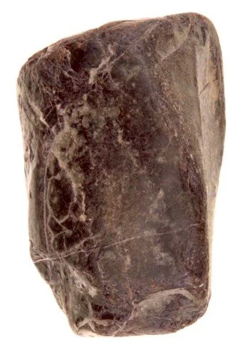 The Theropod tibia fragment fossil