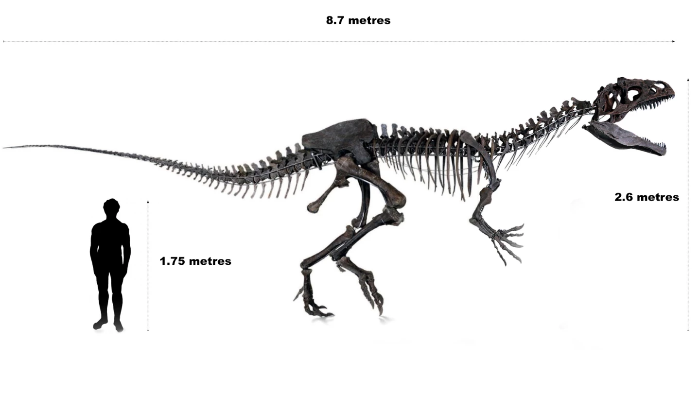 Every aspect of the origin of the specimen is legally authenticated and has all the supporting documents