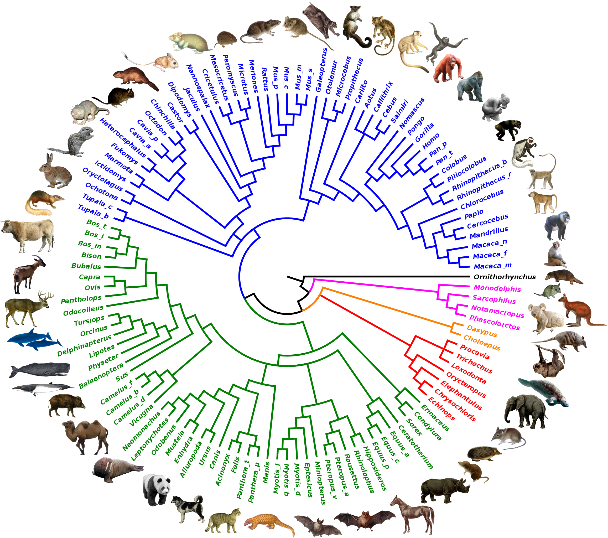 Genus-level tree of modern mammals, all of which descended from a common ancestor, with some of Australia's odd marsupials like the platypus, kangaroo and koala among the earliest to diverge