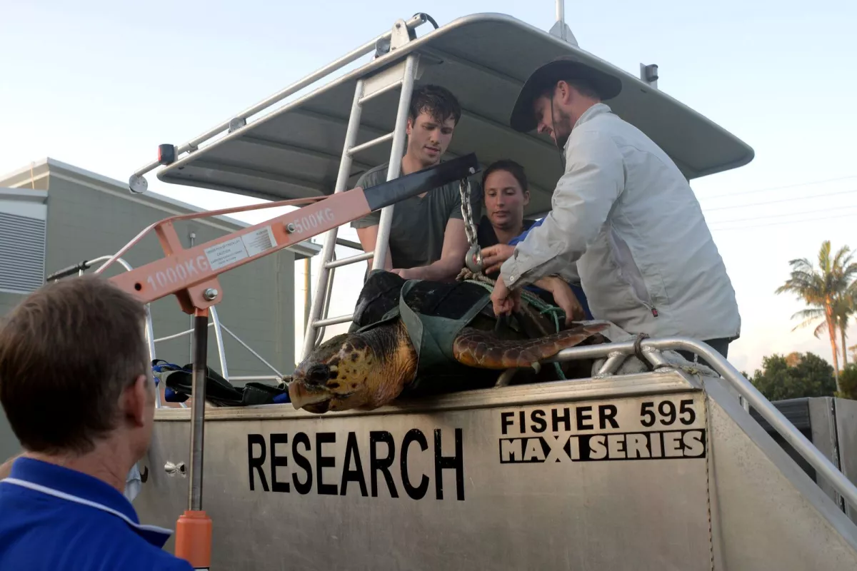 The study collected turtle feces using a special swimsuit